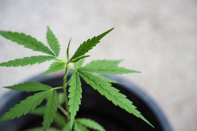 El aceite CBD y las ventajas asociadas a su consumo