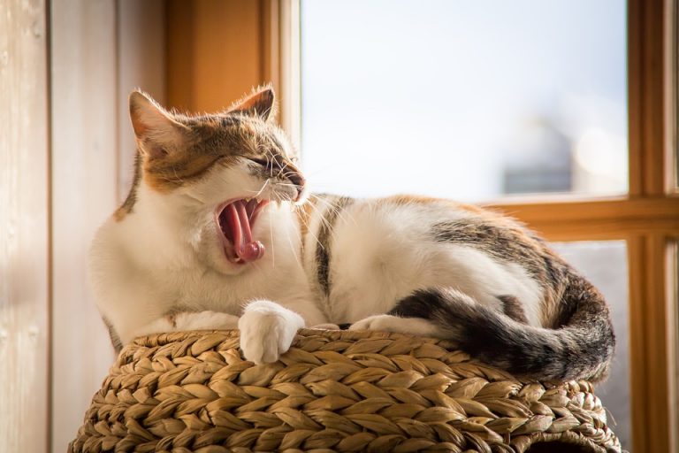 Cómo tratar la cola rota de un gato
