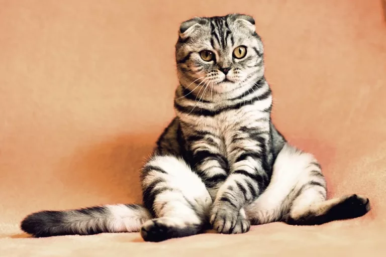 5 trucos para eliminar el olor a orina de gato