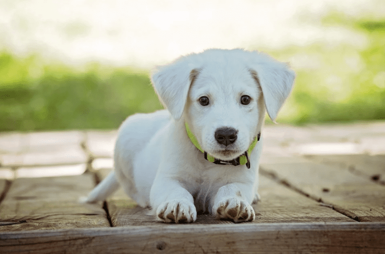 Un cachorro nuevo en casa ¿qué debo saber?