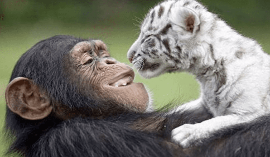 Sorprendente amistad entre animales de diferentes especies