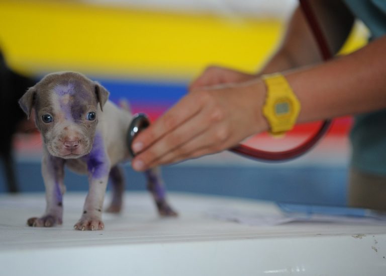 Herramientas para clínicas veterinarias de hoy