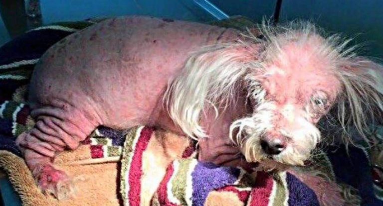 Dobby; El perrito descuidado y malnutrido con una segunda oportunidad