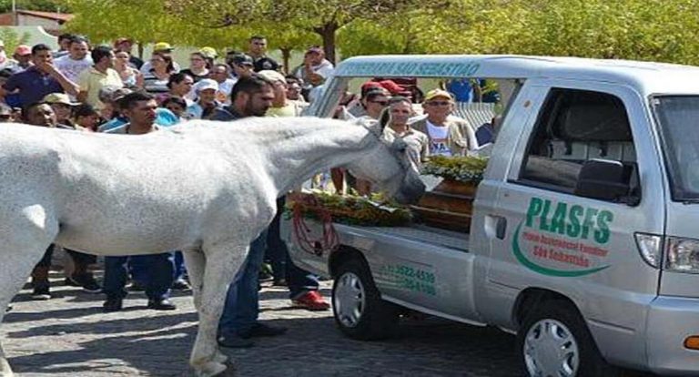 Caballo en duelo llora en el funeral de su dueño