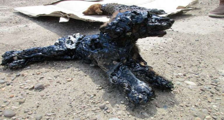 Matones dejan cuatro cachorros torturados envueltos en alquitrán