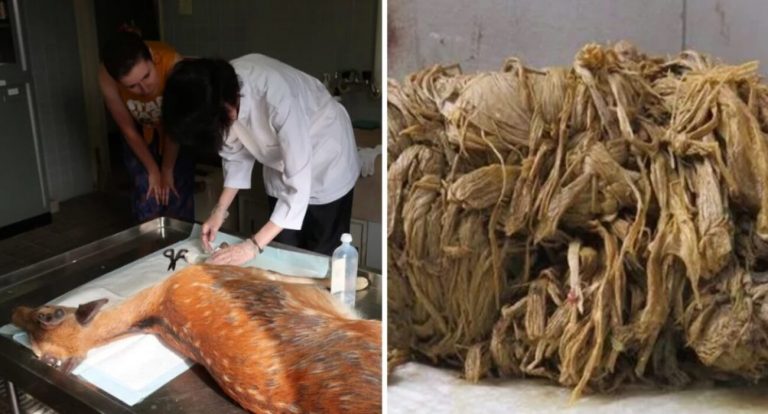 Ciervo con 4 kilos de plástico en el estomago es encontrado sin vida en un parque