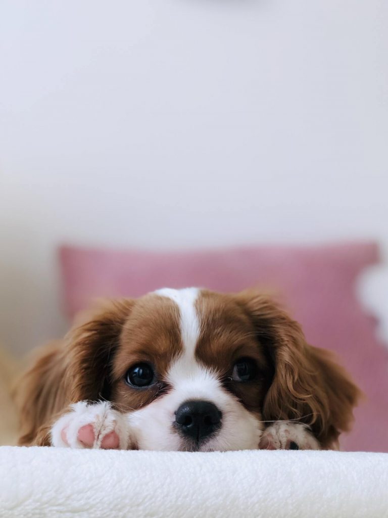 No te la juegues con tu mascota: protégele con lo mejor