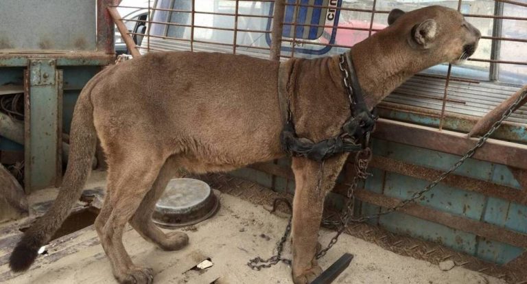 Puma de circo fue liberado luego de vivir más de 20 años en una camioneta