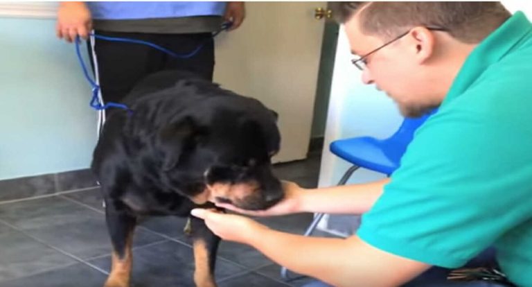 Su rottweiler se desapareció sin dejar ningún rastro  y apareció 8 años después