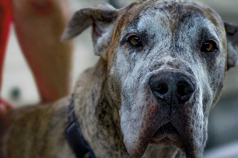 La espondilosis en perros