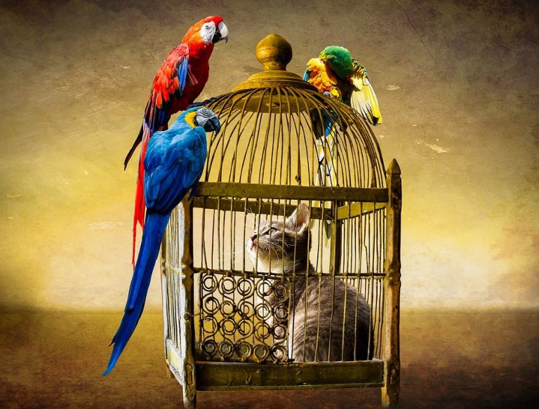 <a></a>Mantén a tu mascota alada feliz y saludable con unos tips esenciales