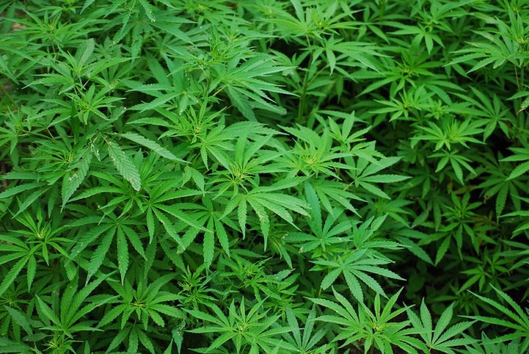 Impacto de las semillas de marihuana en la actualidad