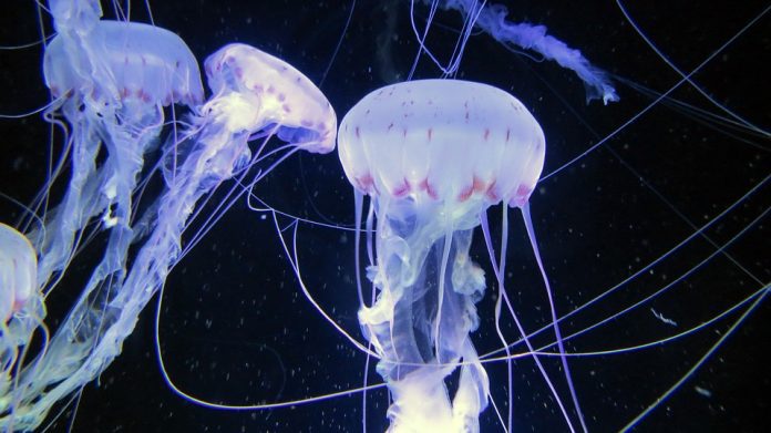 medusa avispa