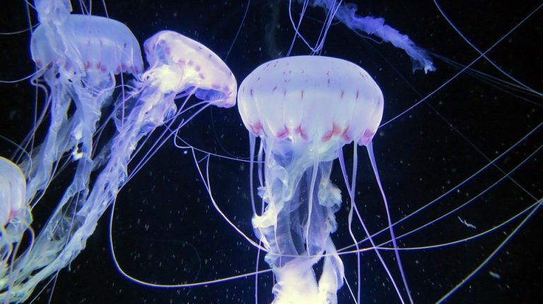 Los animales del mar más peligrosos